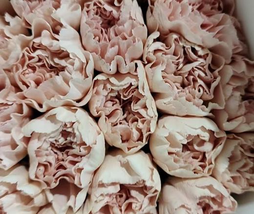 单头康乃馨 | 图兰益香 商品图0