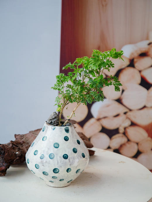 造型羽叶福禄桐 商品图0