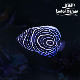 马代蓝圈