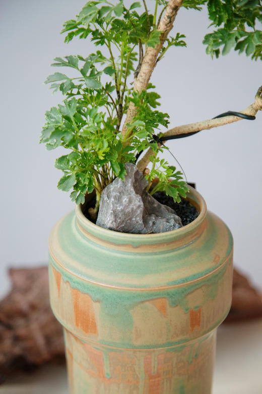 造型羽叶福禄桐 商品图1