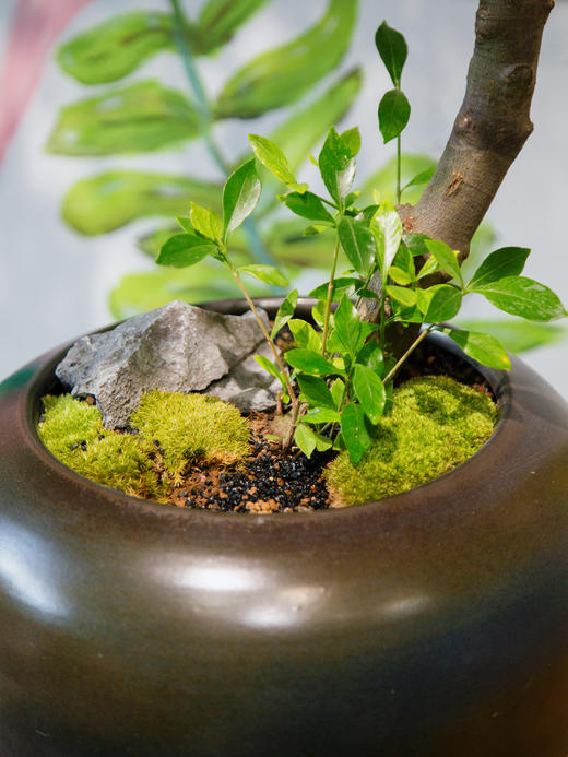 老桩海岛栀子花 商品图2