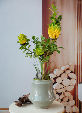 佛手（超大果）