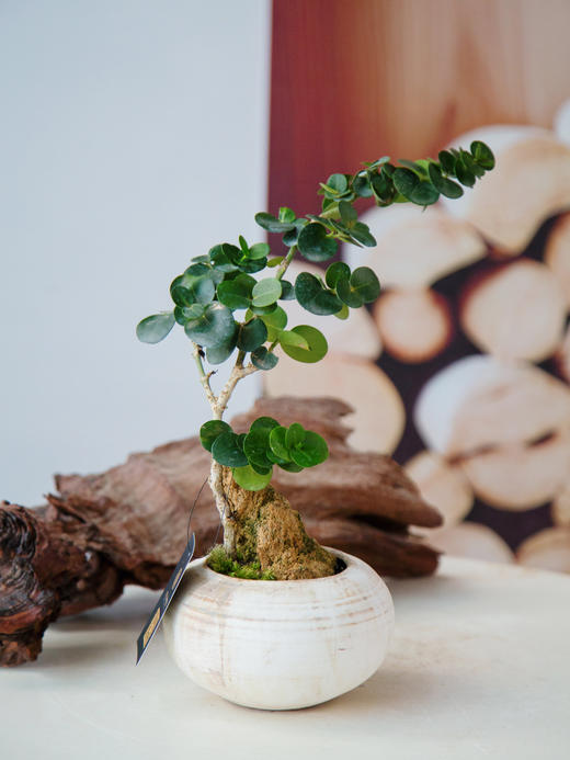 串钱木 商品图0