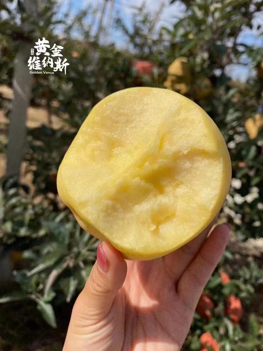 秋冬季必吃❗️ 雀斑女神🍎【黄金维纳斯苹果】✅外表是温柔奶黄色，✅果型饱🈵胖嘟嘟🤩隔着外皮就能闻到一股浓郁的苹果香气，👉松脆细腻的果肉包裹着清新香甜的果汁，入口鲜香 商品图6