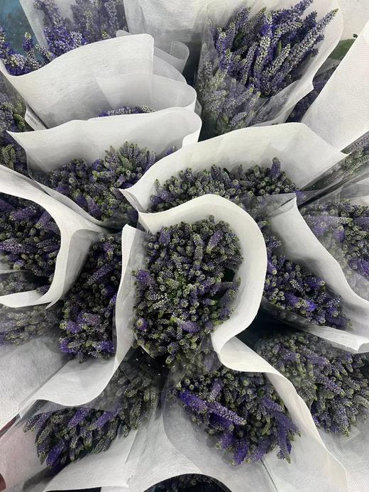 紫色多头鼠尾草鲜花10支 商品图4