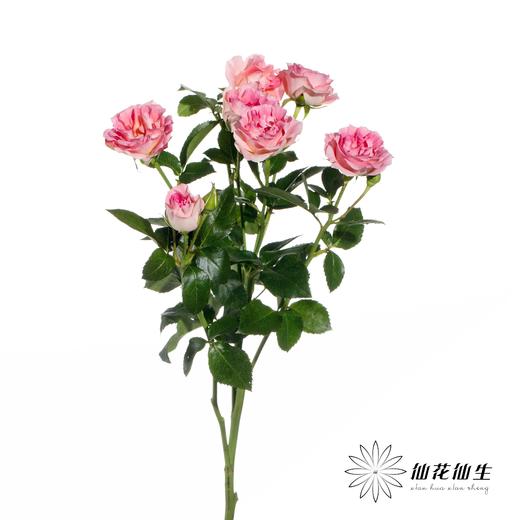 多头玫瑰 | LUV 商品图1