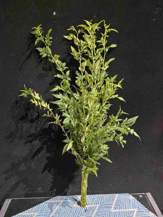 叶材九星叶一扎 商品图7