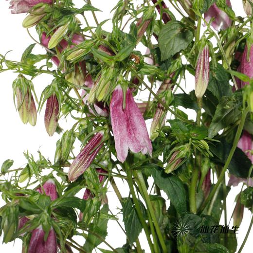 配花 | 紫斑风铃 商品图0