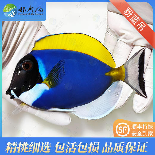 粉蓝吊Acanthurus leucosternon 商品图1