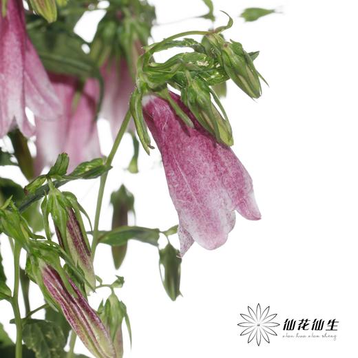 配花 | 紫斑风铃 商品图2