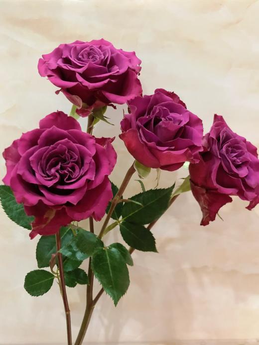 精品花材多头蓝莓玫瑰花10支 商品图3