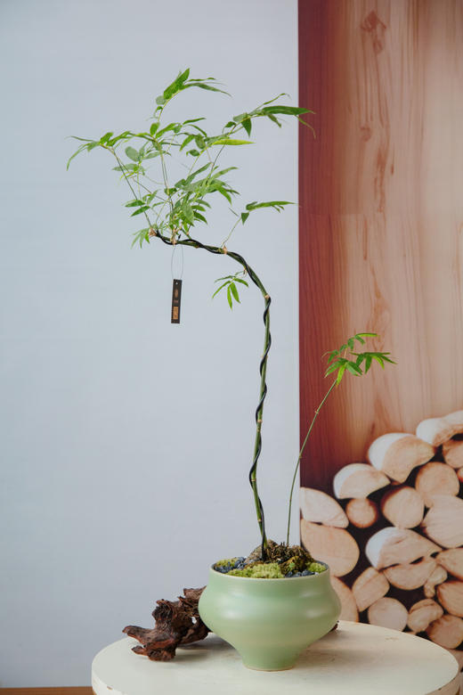 宝塔簕竹（中） 商品图0