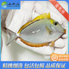 金毛吊Naso elegans 商品缩略图1