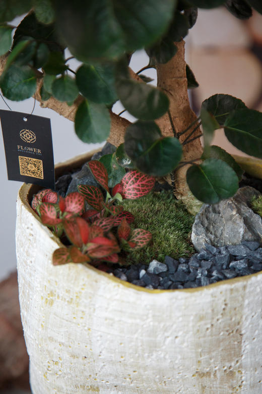 圆叶福禄桐 商品图1