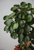 圆叶福禄桐 商品缩略图2
