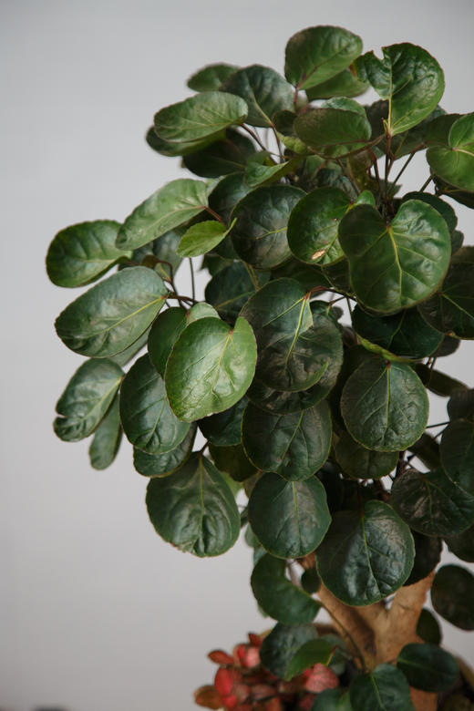 圆叶福禄桐 商品图2