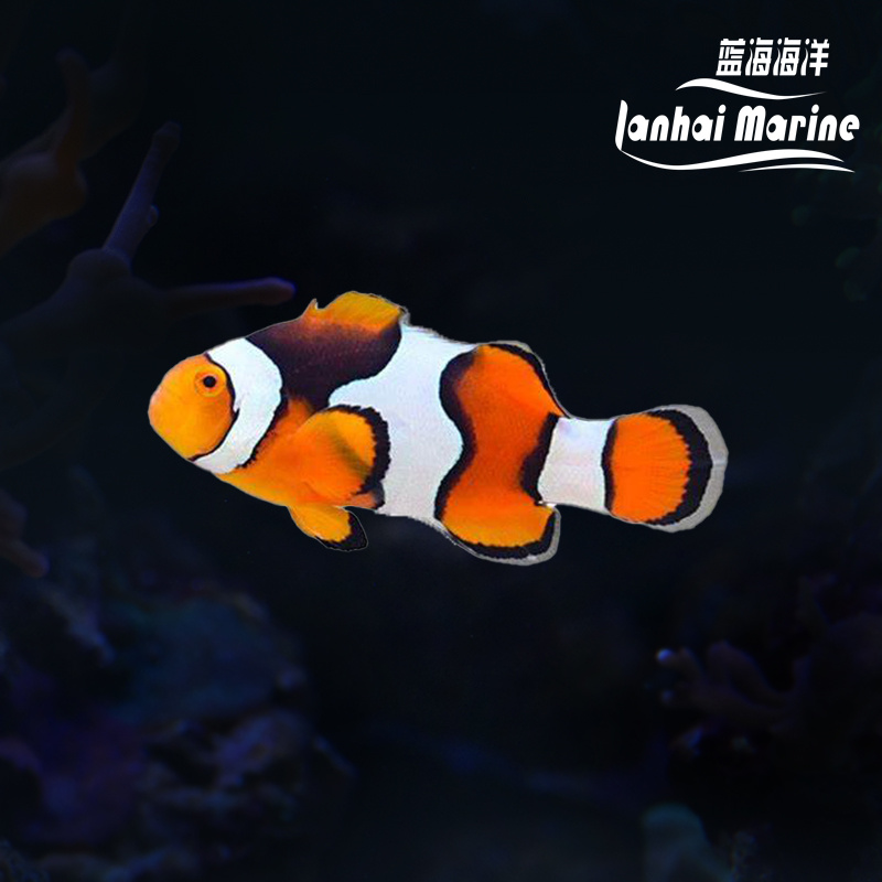 新几内亚半黑背心