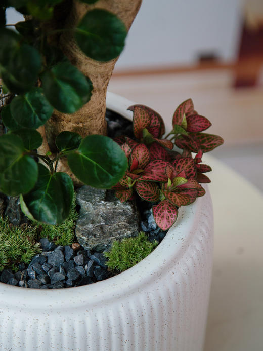 圆叶福禄桐 商品图1