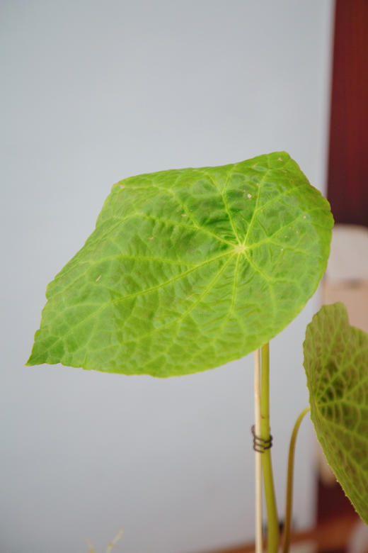 秋海棠 商品图1