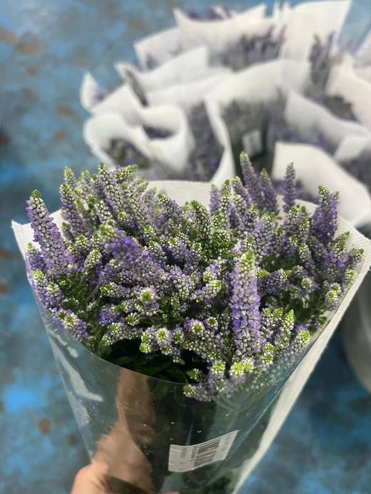 紫色多头鼠尾草鲜花10支 商品图5