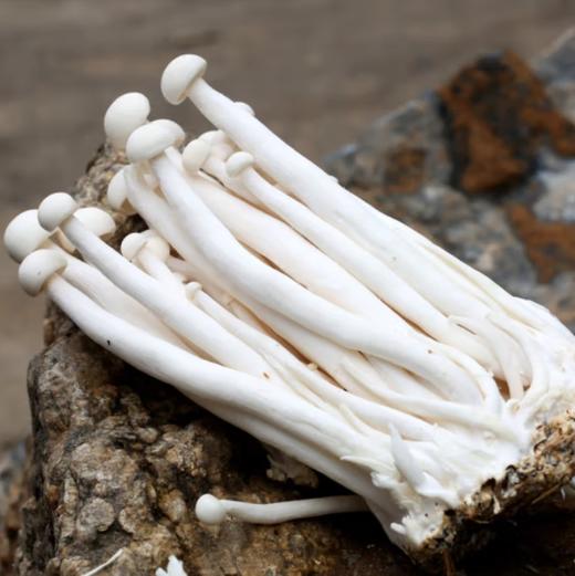 【亚欧超市】白玉菇125g±30g 商品图1