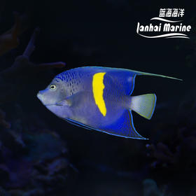 东非紫月