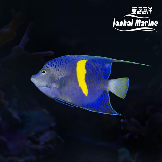东非紫月 商品图0