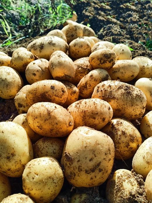 黄皮黄心土豆、红皮白心土豆 、紫皮紫心土豆，沙香糯面，通过571农残检测！ 源头蔬 商品图4