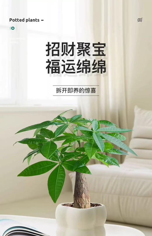 【财源滚滚来.发财树盆栽】发财树1盆+四方泡泡盆1个+肥料1包（江苏仓） 商品图3