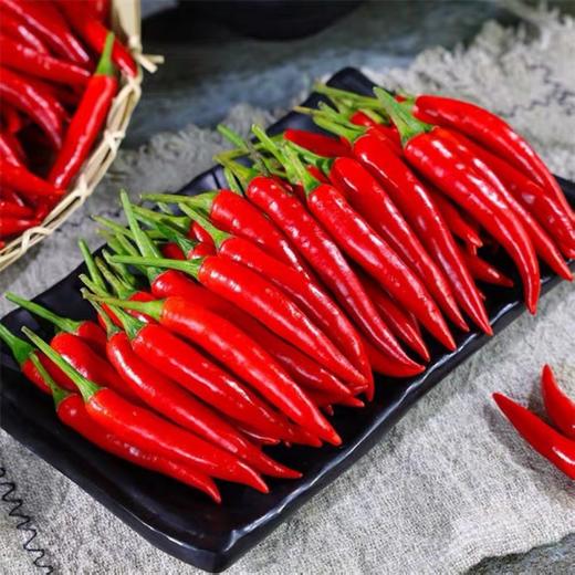 【香辣可口！现摘小米辣椒】炒菜下饭好好吃，椒辣十足，下饭炒菜，调味配菜好好吃 ，特辣小米椒，朝天椒鲜椒红辣椒，指天椒泡椒红辣椒产地直发L 商品图0