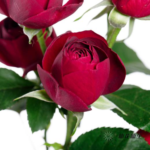 多头玫瑰 | 红蕾丝 商品图5