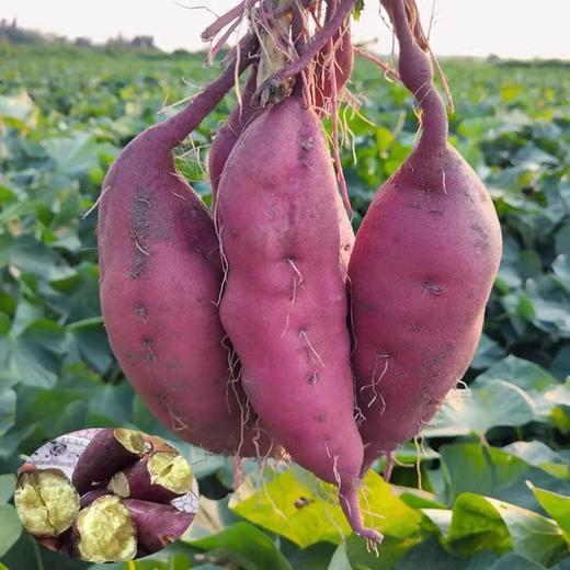 【9斤超值！海南桥头地瓜】新鲜现货直发，相见恨晚的美味，新鲜海南桥头地瓜，富含嗮元素，甜度高无纤维，口感极好，板栗薯红薯香薯蜂蜜地瓜L 商品图3