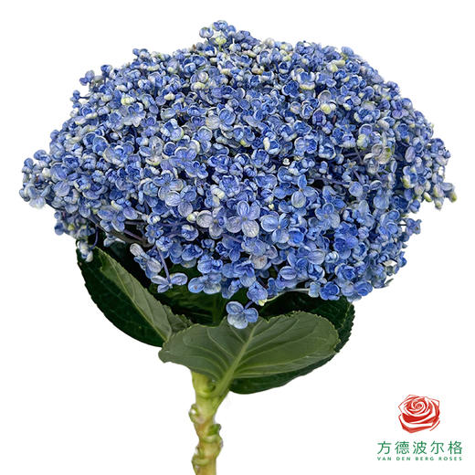 市场绣球-爆米花1枝 商品图0