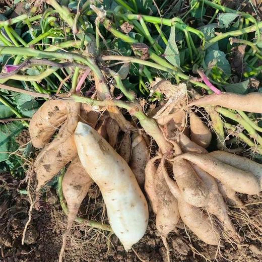 【新鲜现挖！白皮人参薯】现挖现发，好山好水好健康，颗颗精选，大小均匀，好果实，源于好产地，白心微黄心板栗薯，番薯牛奶薯L： 商品图2