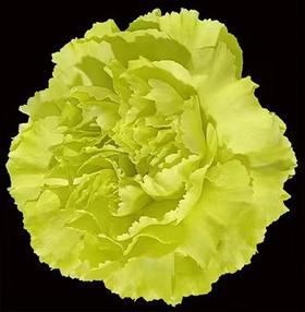 单头康乃馨 | 荧光绿