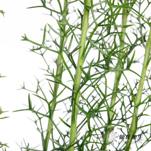 叶材 | 古锤木 商品图0