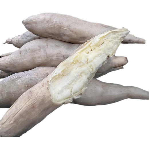 【新鲜现挖！白皮人参薯】现挖现发，好山好水好健康，颗颗精选，大小均匀，好果实，源于好产地，白心微黄心板栗薯，番薯牛奶薯L： 商品图3