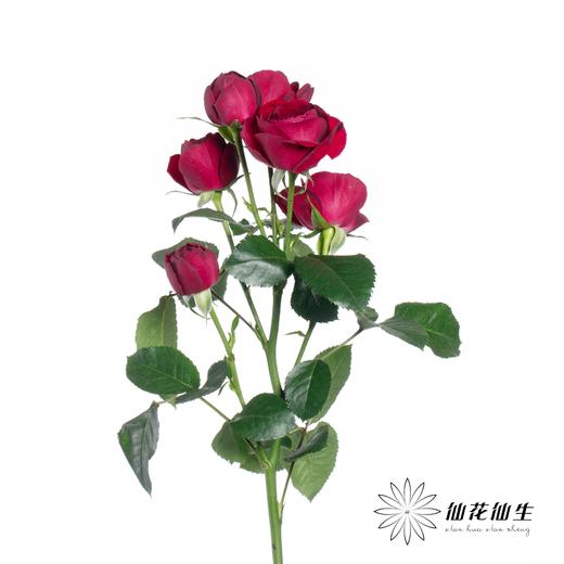 多头玫瑰 | 红蕾丝 商品图4