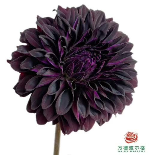 大丽花-黑红色 5枝一扎 商品图0