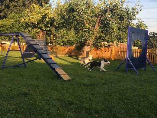 犬儿小驿 商品图8