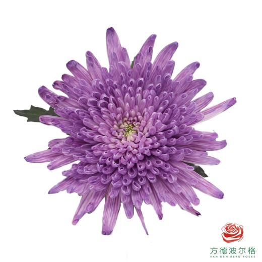 吸色单头菊-紫璃 10支一扎 商品图0