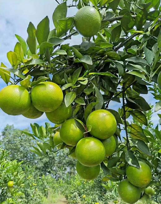 葡萄柚（淘果园产） 商品图4