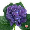 市场绣球-迷你中毒紫色1枝 商品缩略图0