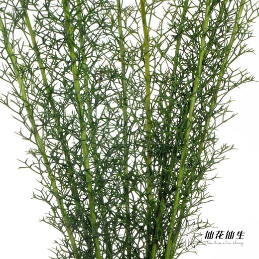 叶材 | 古锤木 商品图2