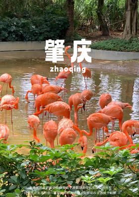 【避暑初秋之旅】 肇庆黄金沟&星湖湿地公园纯玩2天