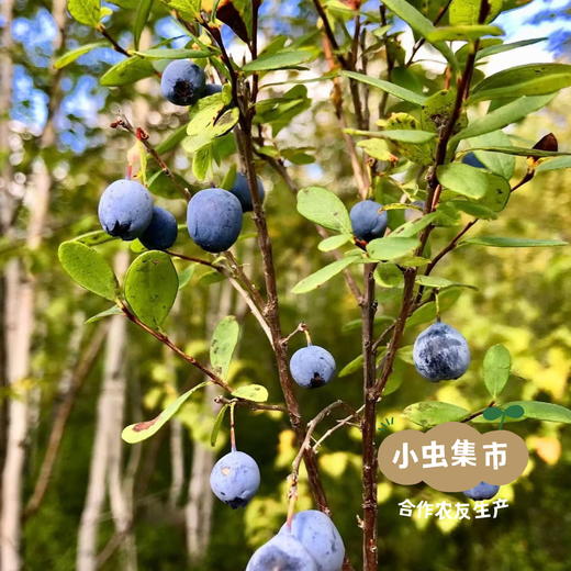 野生蓝莓果干 90g/袋 | 合作农友生产，源自大兴安岭原始森林，生产者：金鹏 ＆【公平贸易农人定价】 商品图5