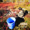 野生蓝莓果干 90g/袋 | 合作农友生产，源自大兴安岭原始森林，生产者：金鹏 ＆【公平贸易农人定价】 商品缩略图7