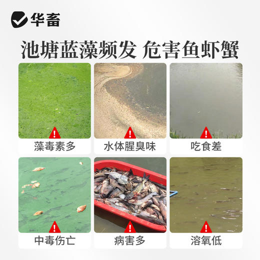 华畜蓝藻分解酶溶解蓝藻水产养殖生物分解溶氧低鱼虾蟹鱼塘除蓝藻 商品图2