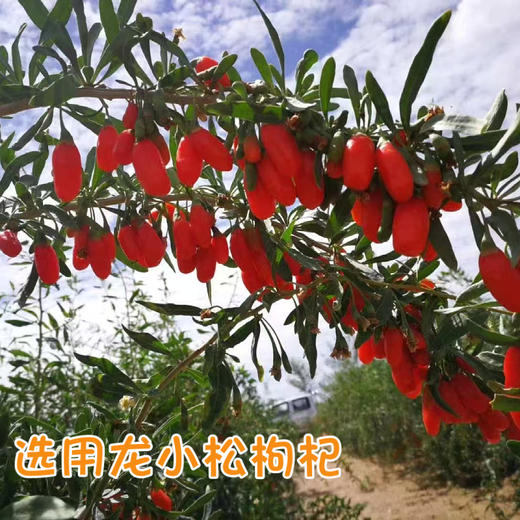 生态烤梨 商品图3