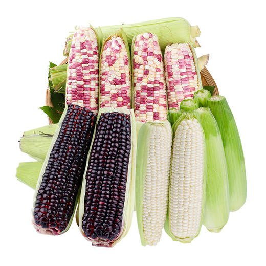 【香甜粘糯！花糯玉米/黑糯玉米/白糯玉米】新鲜采摘，熟制真空包装，让您吃到新鲜玉米香好玉米，源于好产地，吃一口就忘不了的香甜，现摘带皮甜糯苞谷嫩玉米L 商品图0